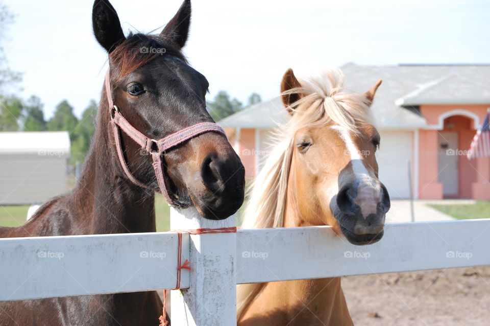 fence time