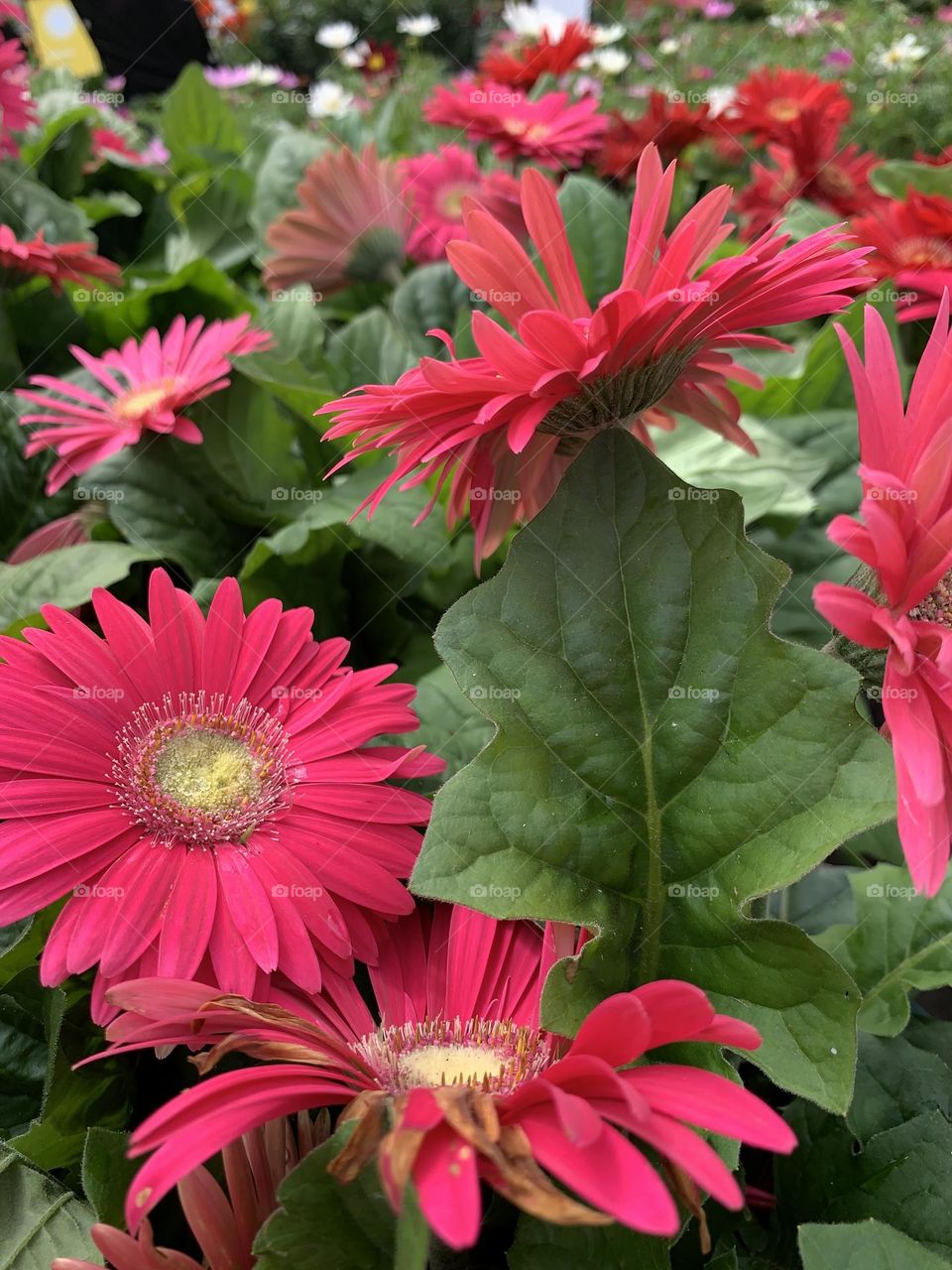 This is Spring!!! Beautiful flower, bird nesting, vegetable garden 