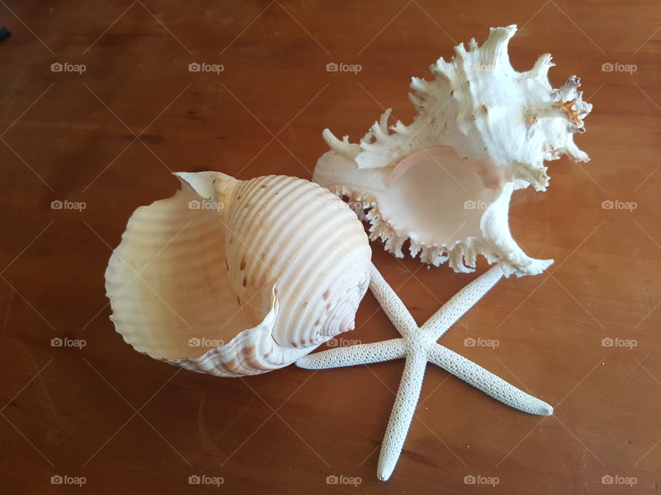 Still life Shells