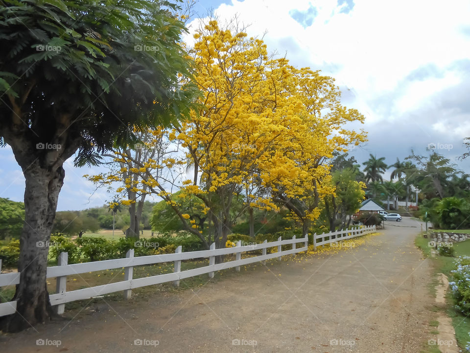 Beautiful Yellow Blooms in Springtime