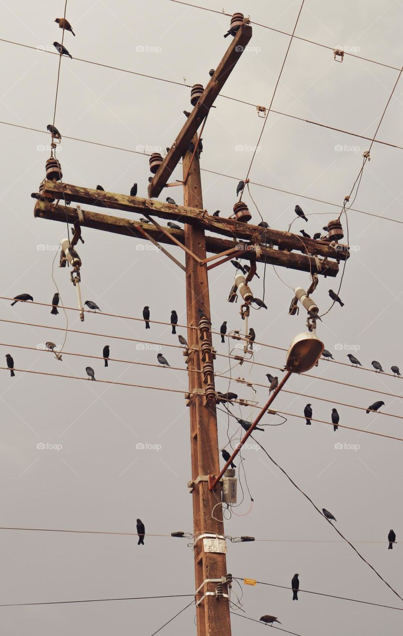 Bando de pássaros pretos no poste. Chupim, pássaro brasileiro.