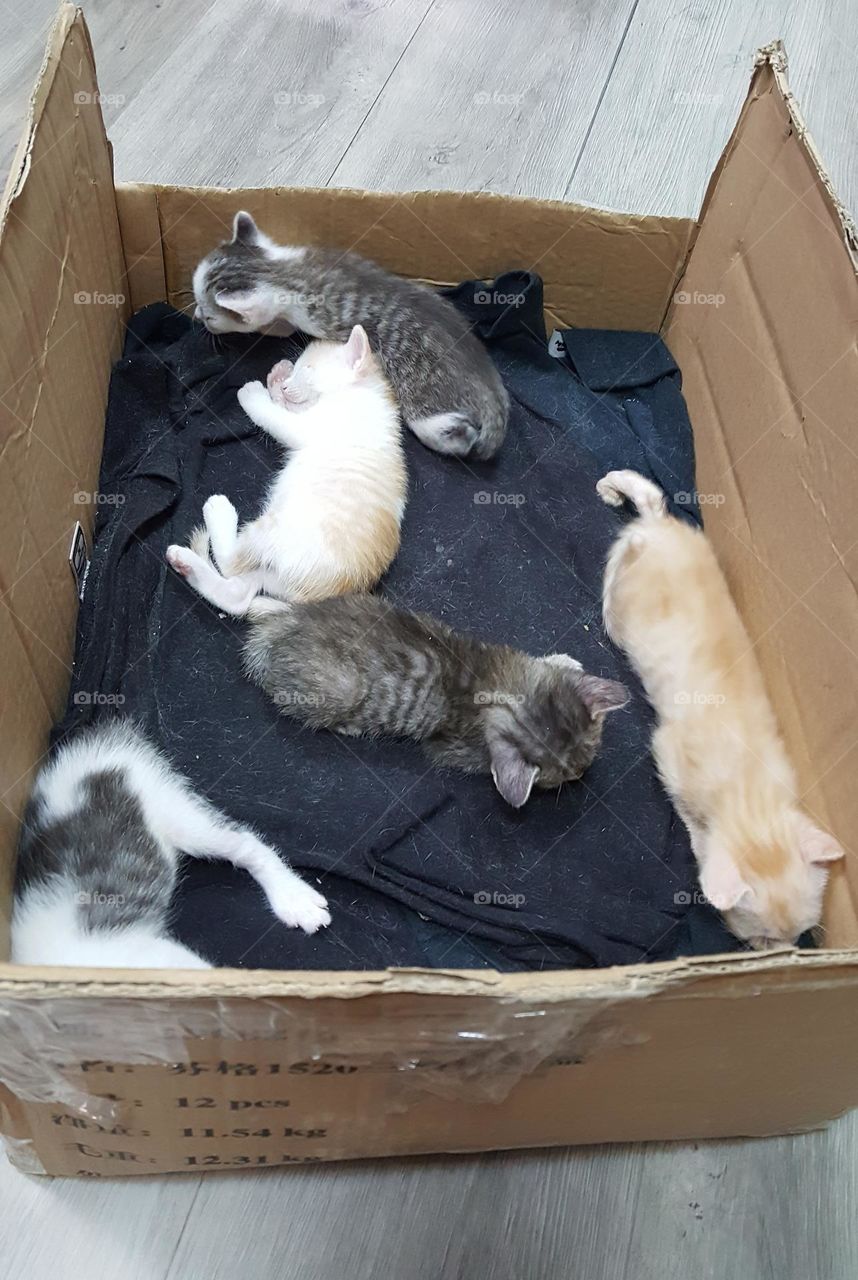 There are a few kittens in the cardboard box