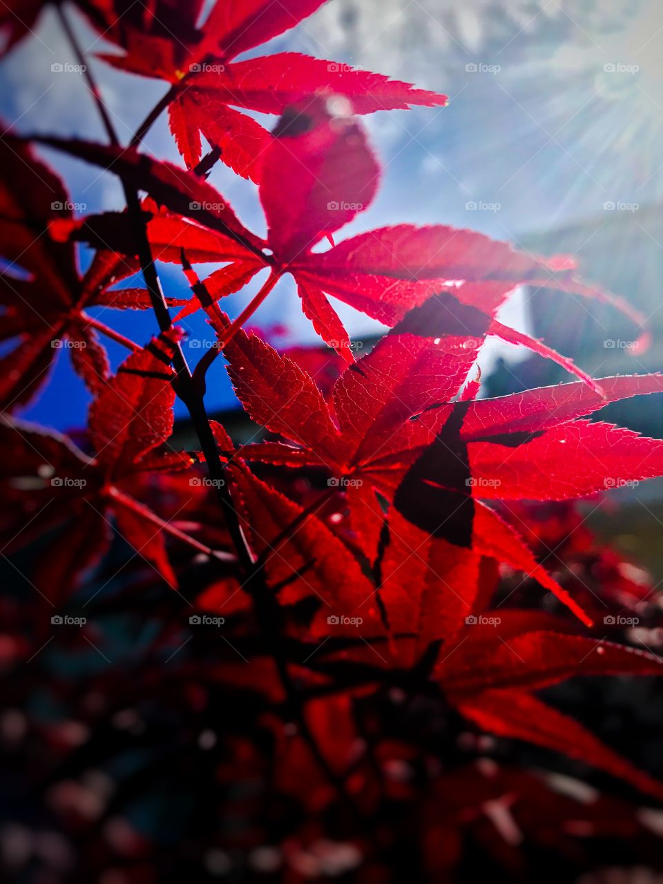 Red acer in the sunshine