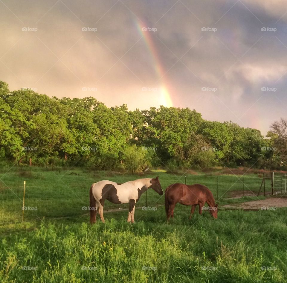 Horses in the pasture with spring rainbow 