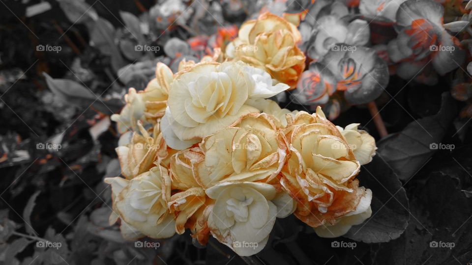 Um background excelente com as cores naturais das flores e imagem editada em preto e branco.