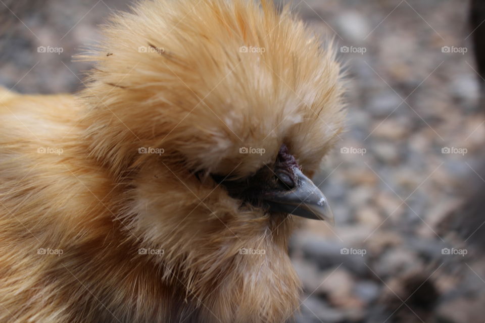 A close up of a fluffy golden chicken