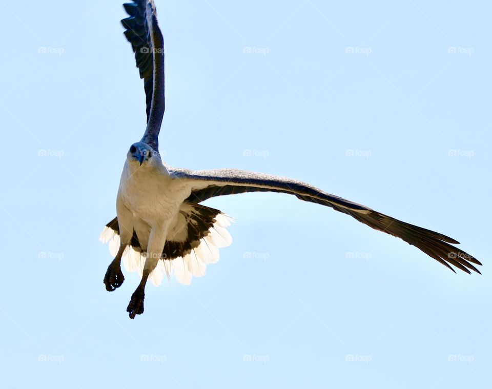 Sea Eagle in flight