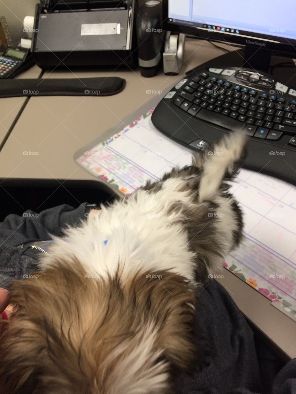 Puppy at the office