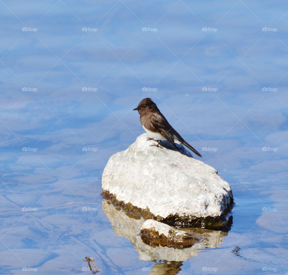 Bird perched on a rock in the middle of a river