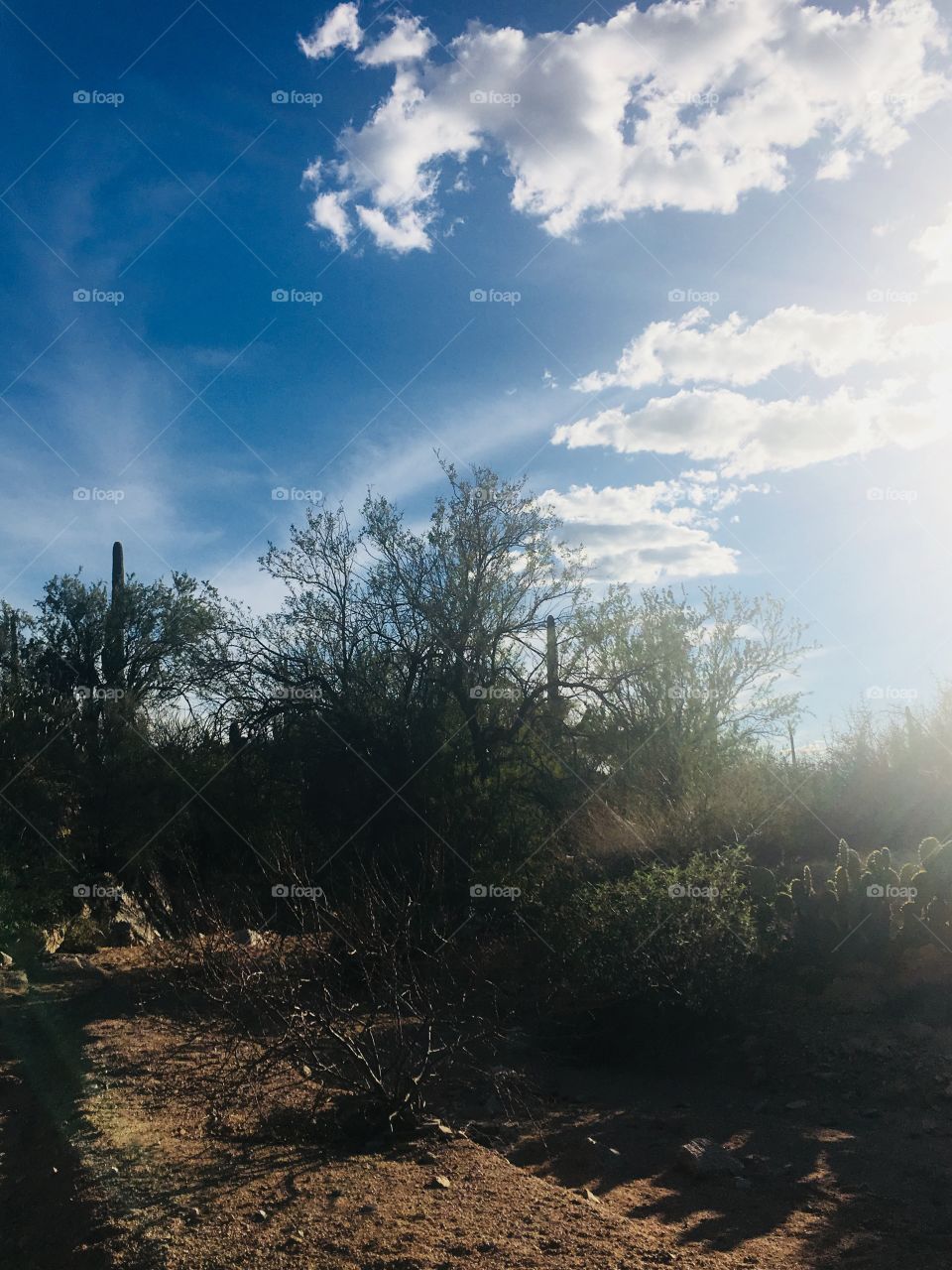 Saguaro National Park, Tucson AZ—hike this desert trail to melt the stress away, enjoy the silence