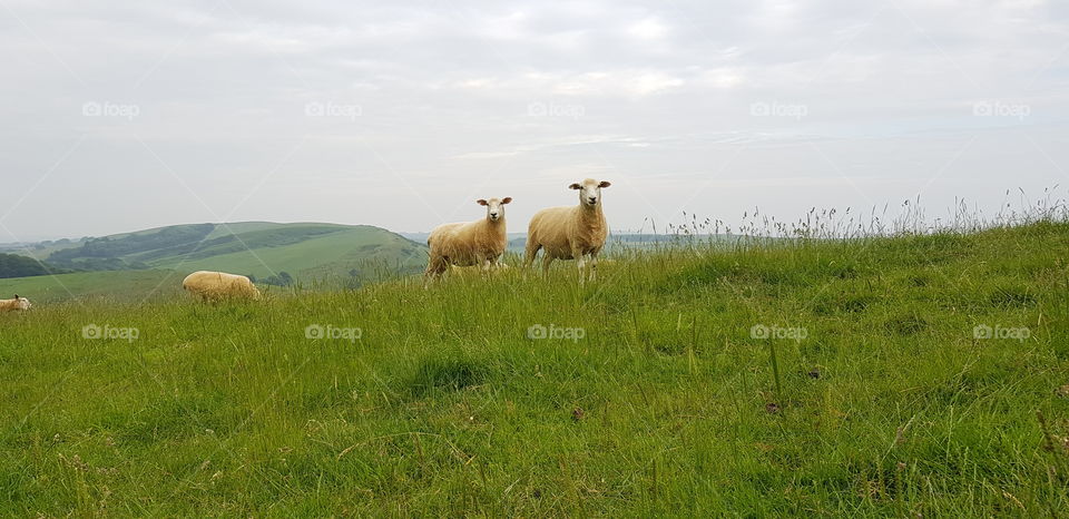 2 Sheep