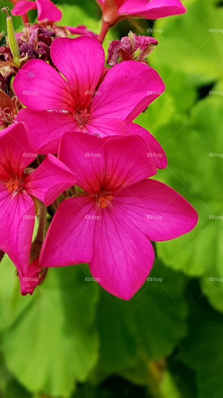 pink flower