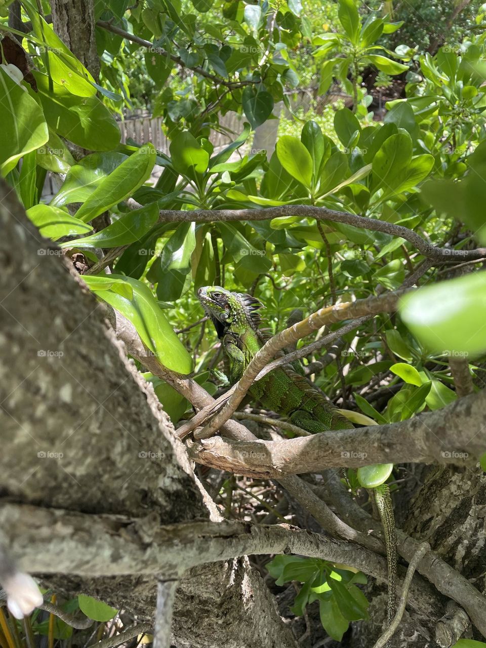 Iguana sunbathing in its natural wild habitat 