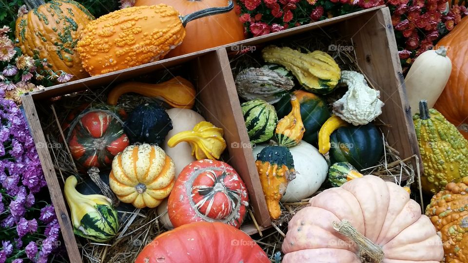 Gourds and pumpkins for sale