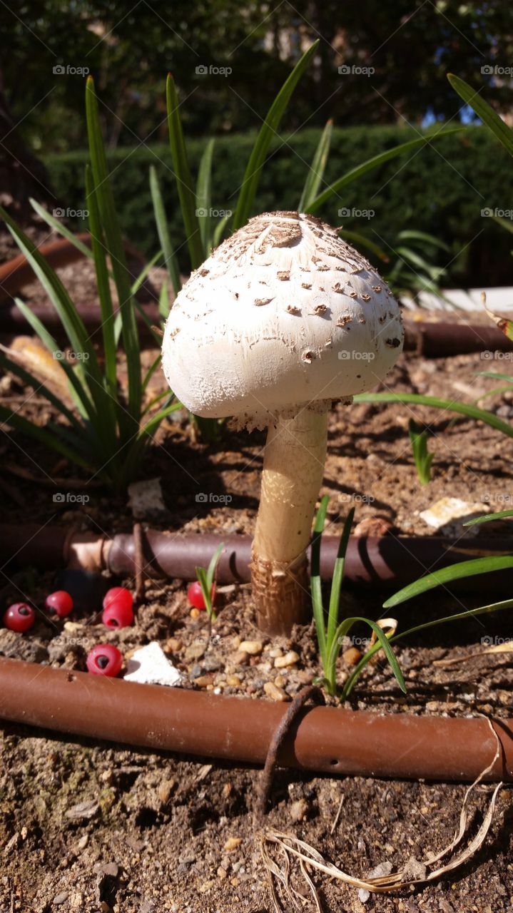 Mushroom in the city