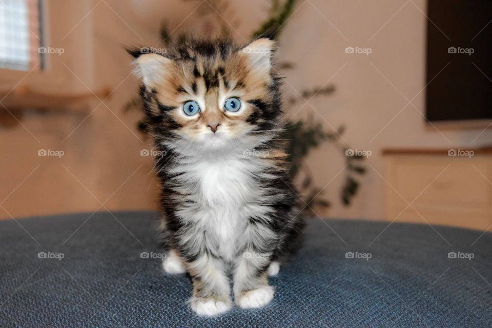 maine-coon kitten.