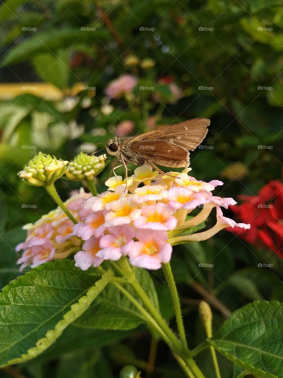 butterfly in garden