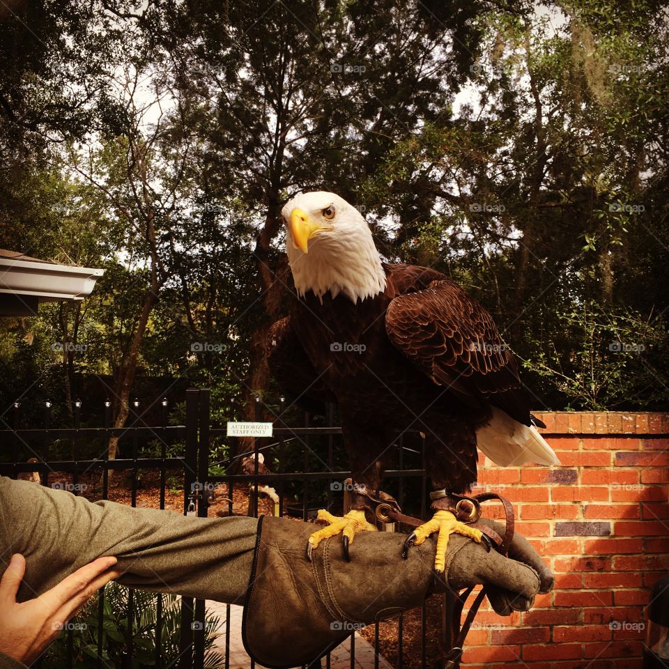 Eagle, Raptor, Falcon, Bird, Bald Eagle