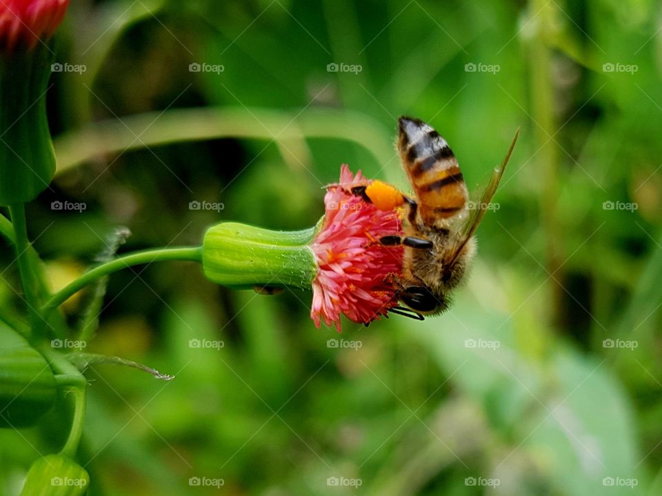 Bee