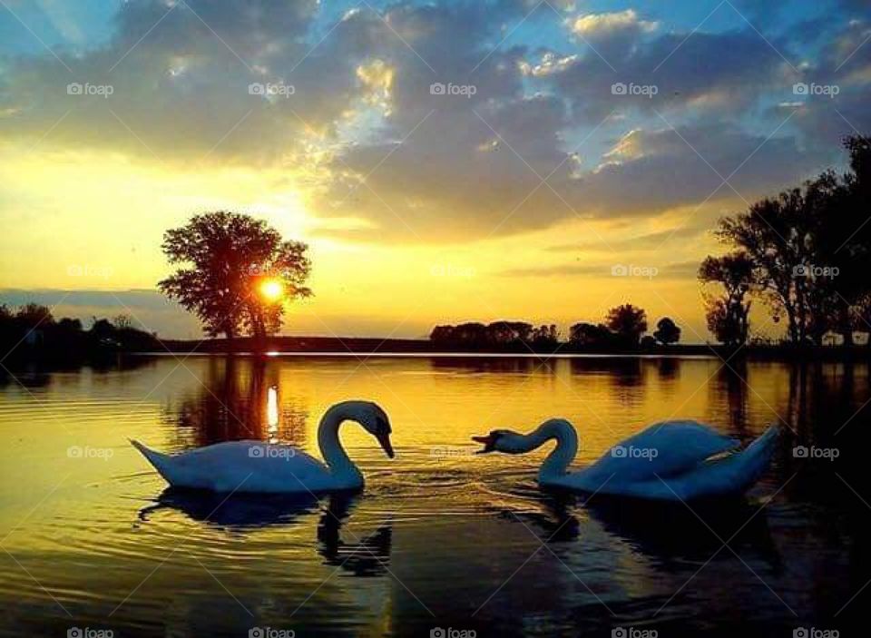 Beli manastir (baranja) two swan and sun river Drava