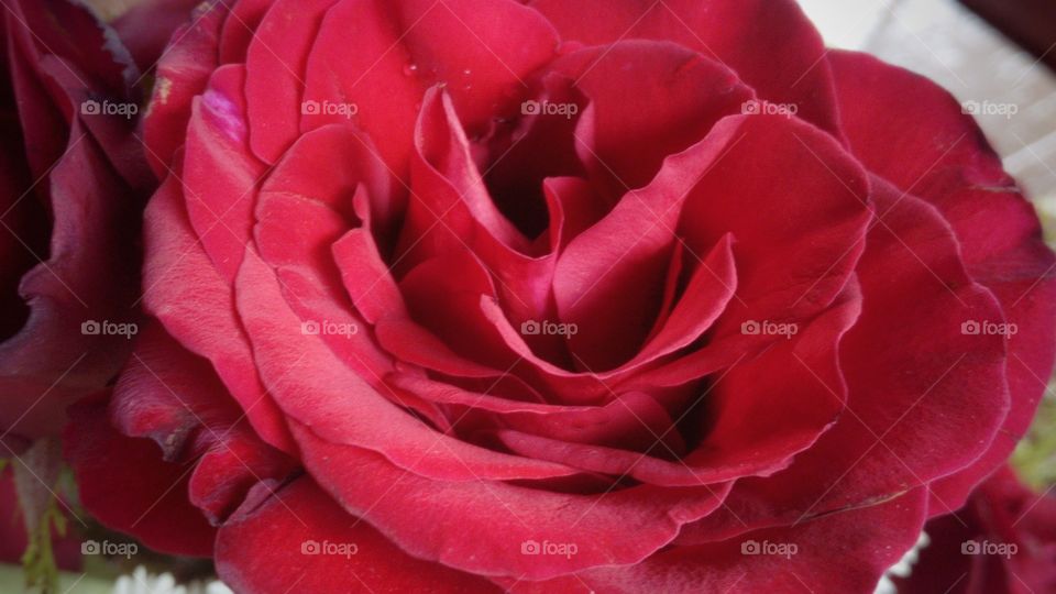 Red Rose in bloom