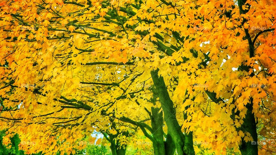 Fall in Québec 