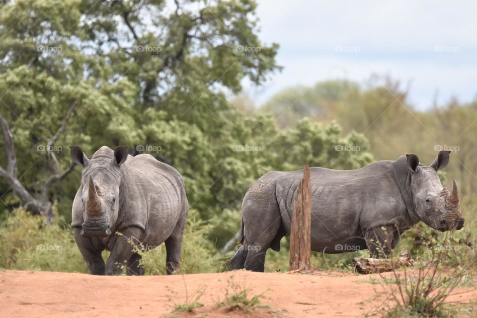 African White Rhinoceros laying at the waterhole, drinking water, rolling in the mud, sleeping next to the water to cool down from the heat.