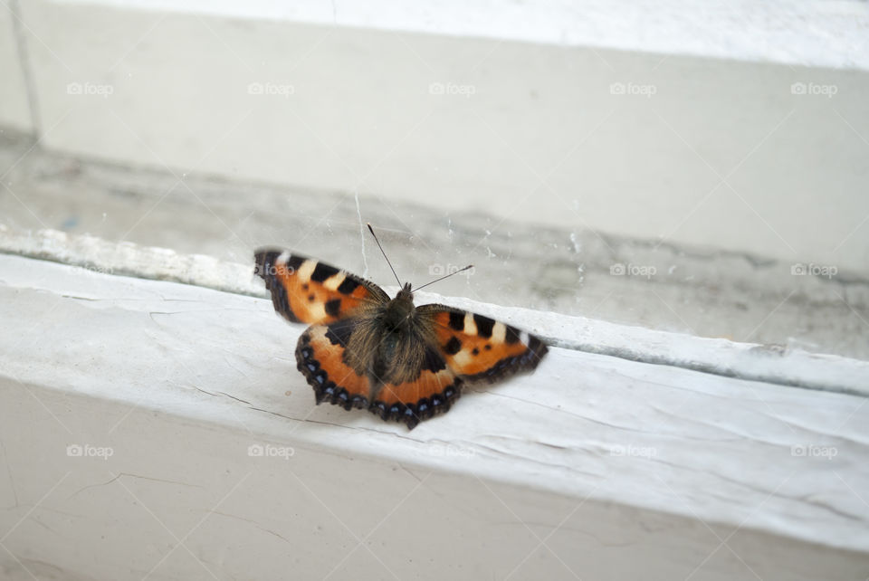 butterfly on window