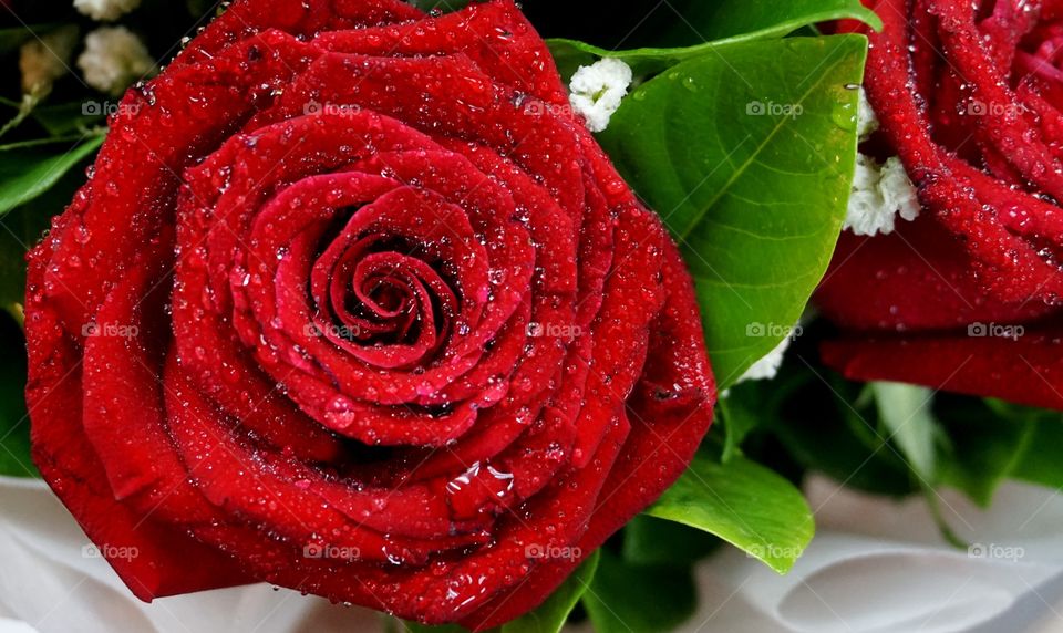 Red rose with water drop