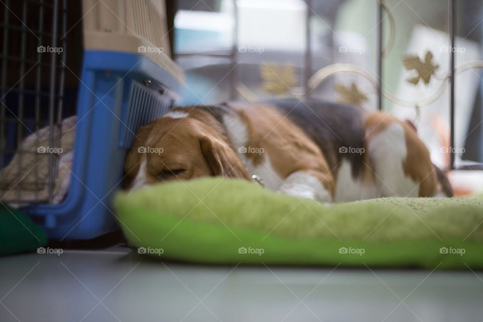 Beagle dog sleeping 