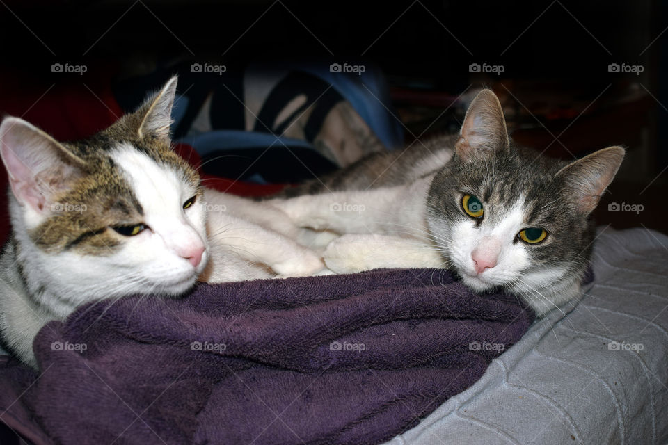 Cats sleeping together