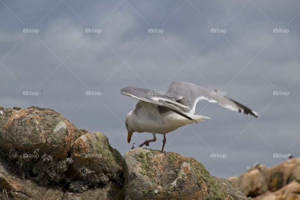 seagull on the rocks