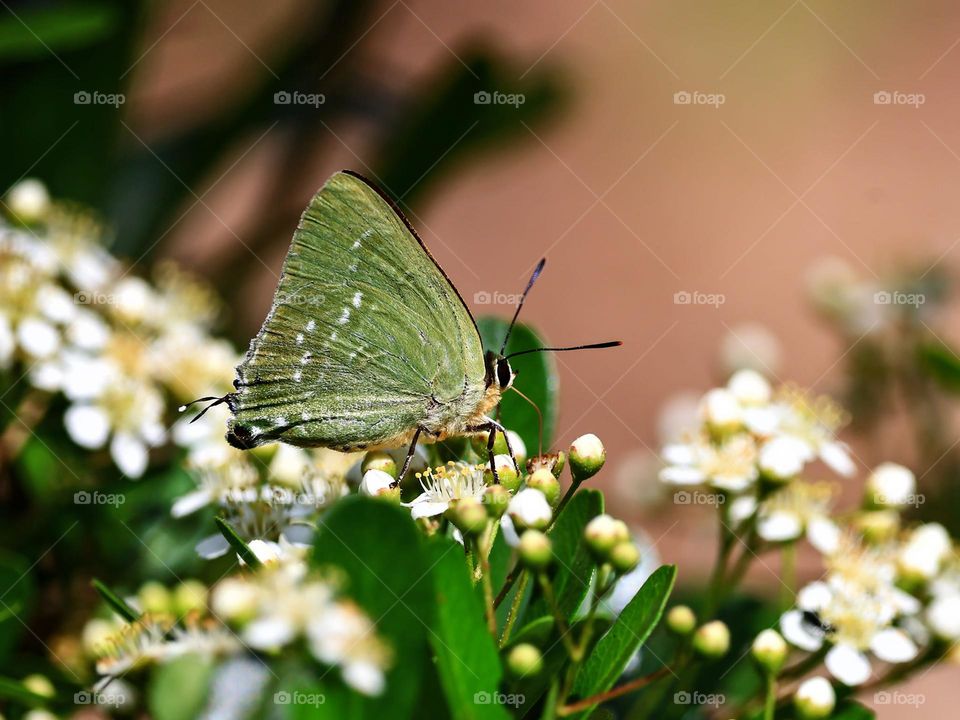 Beautiful and cute butterfly