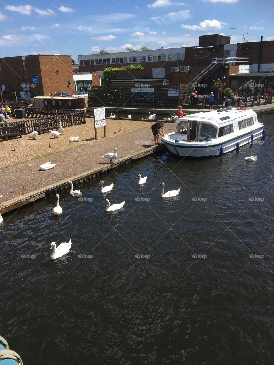 Swans and boats