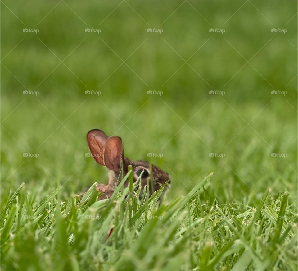 Bunny playing peek a boo in lush green grass.