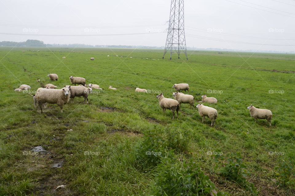 Sheeps On A Grassfield