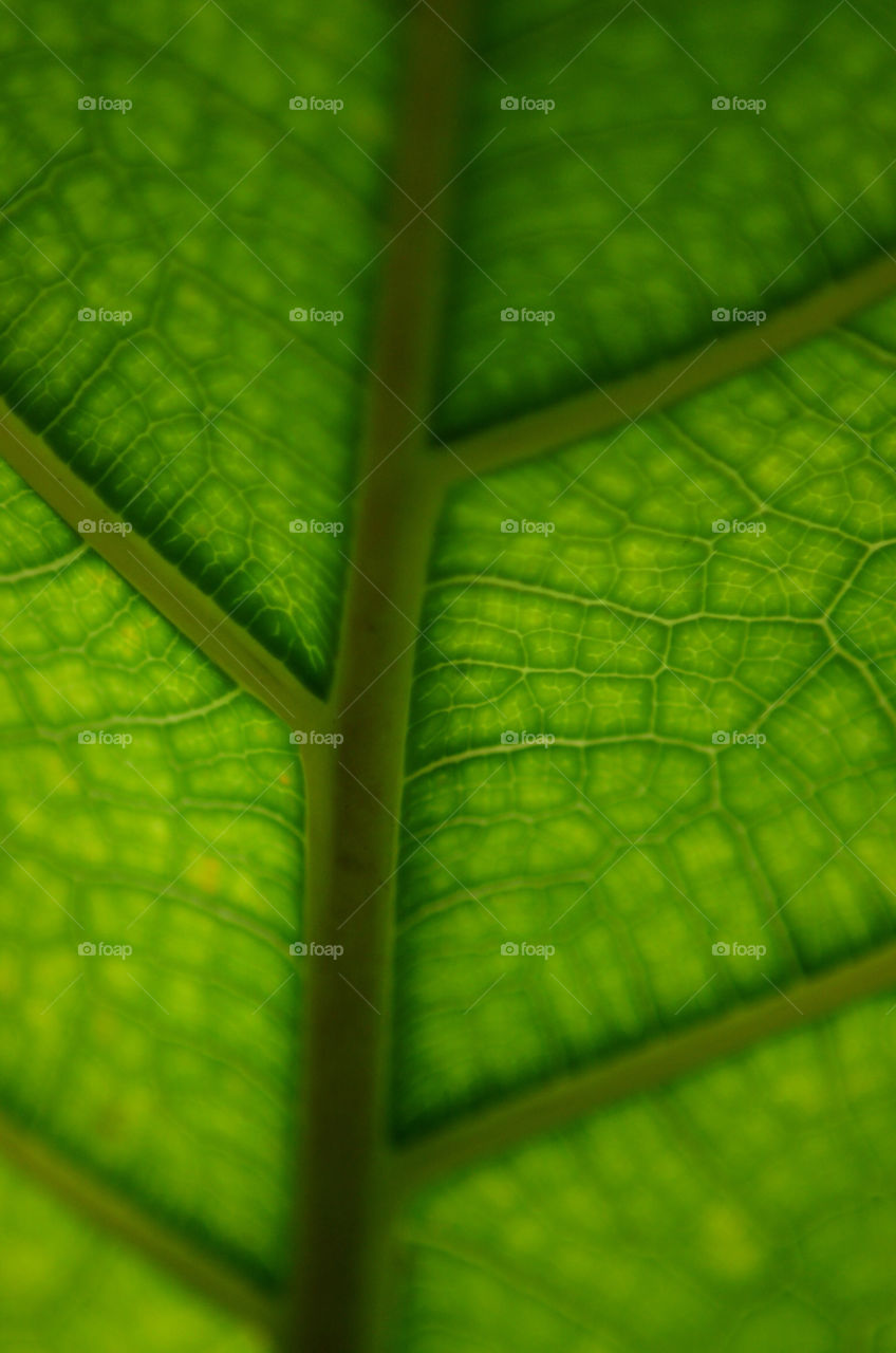 green macro leaf texture by CatherineGillam1984