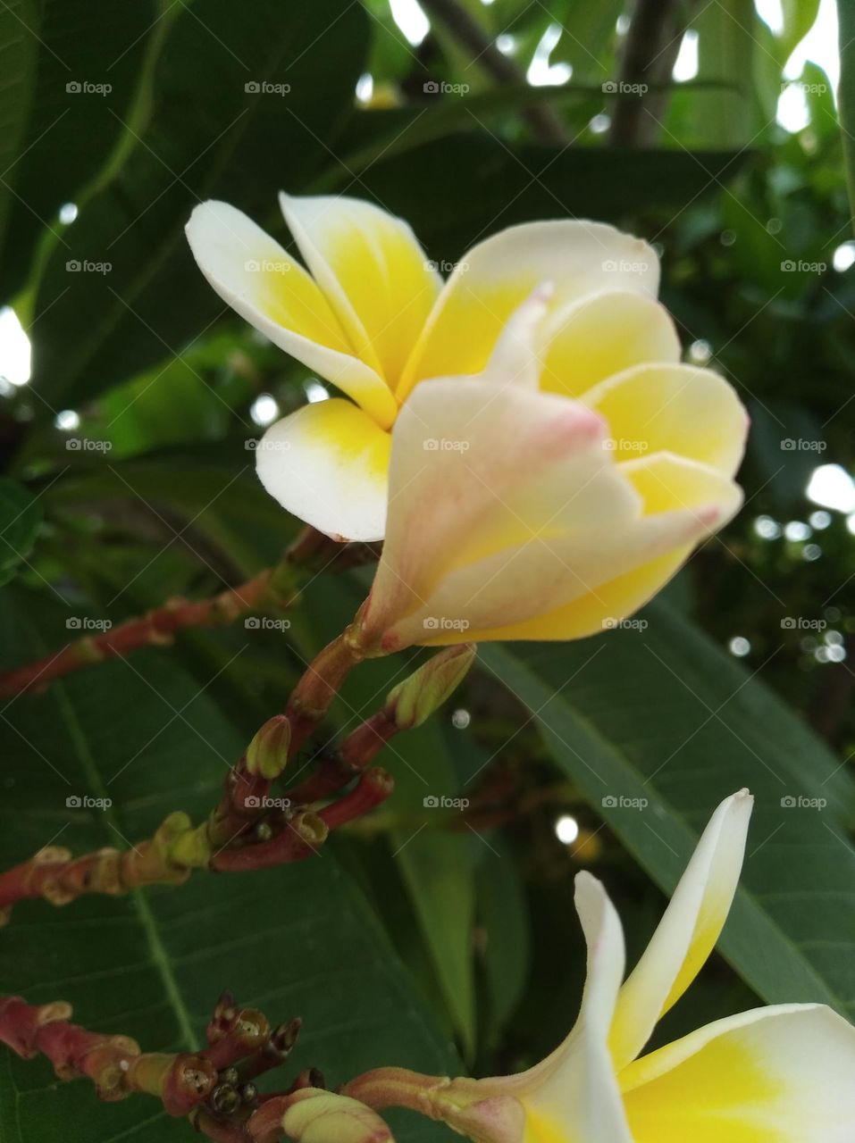 white and yellow flower seasonal fresh shurb small size looks very beautiful generally found everywhere