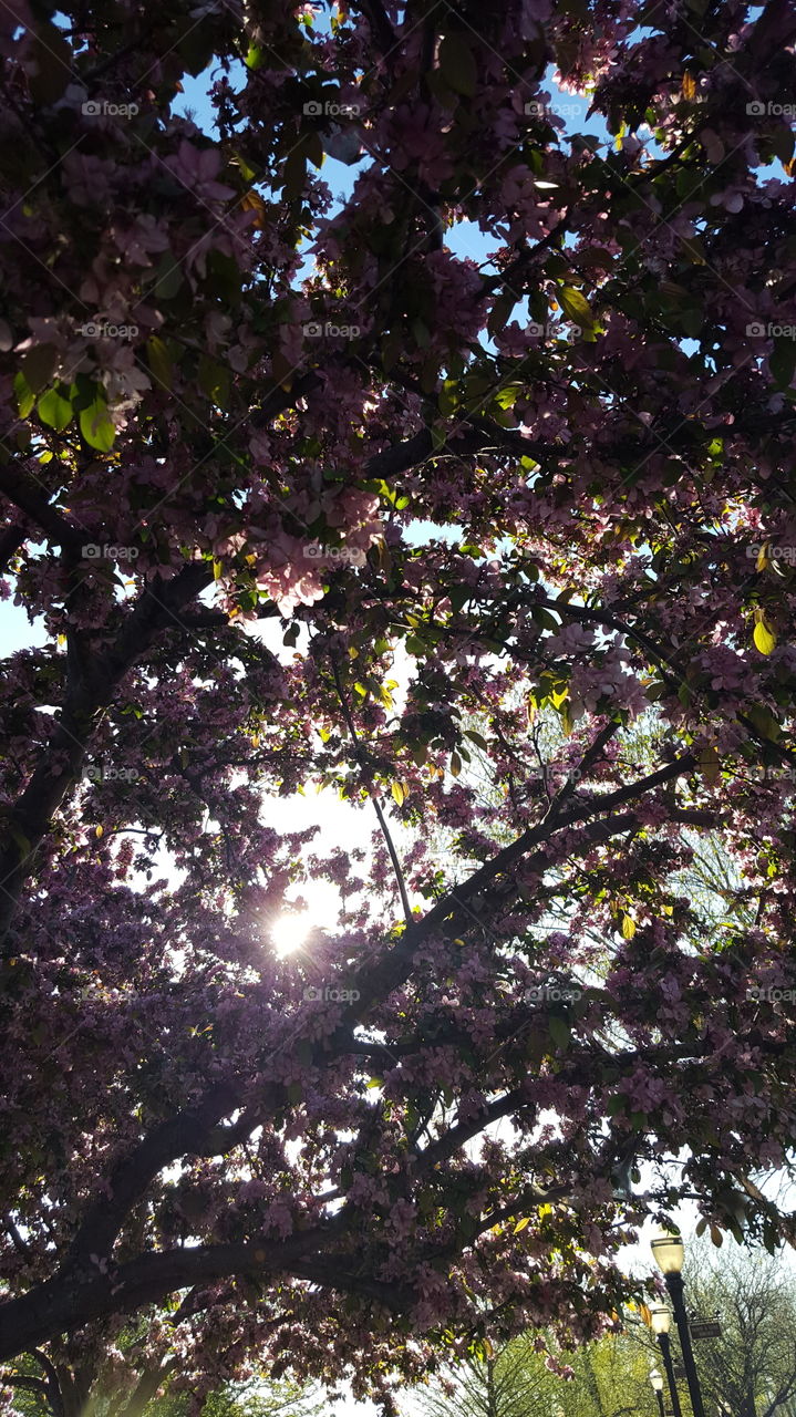 looking through tree branch