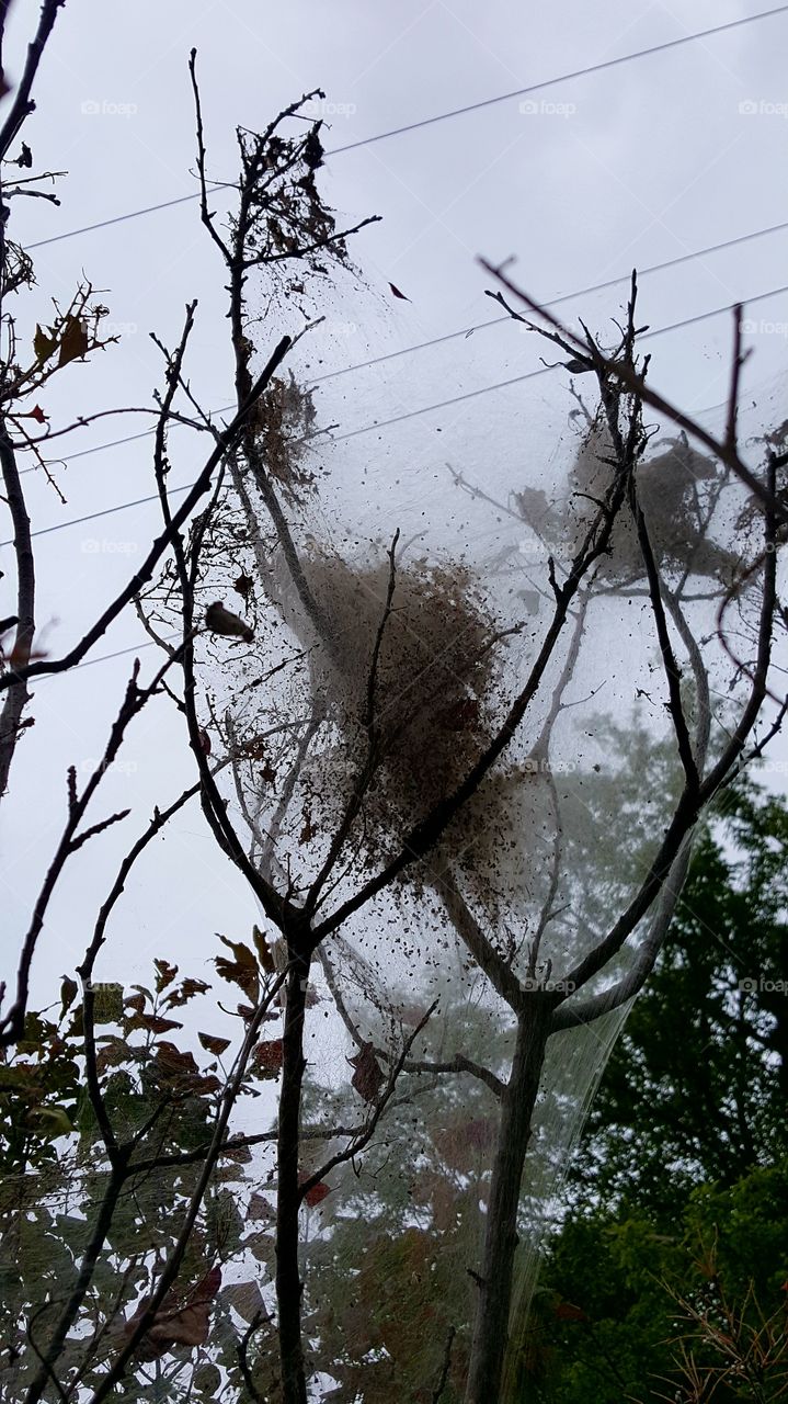 large web engulfing tree