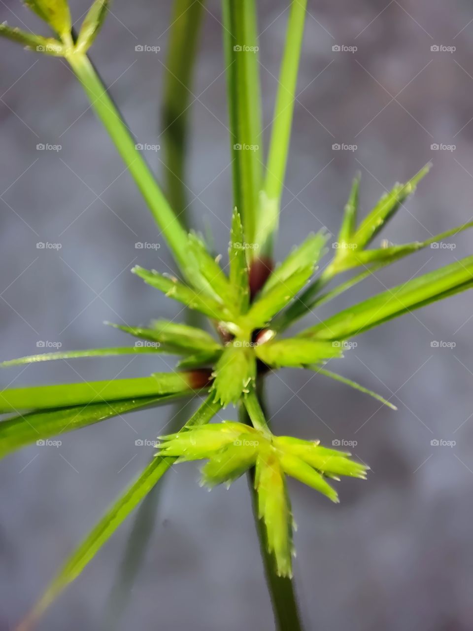 Whitehead Spike Sedge, White Kyllinga