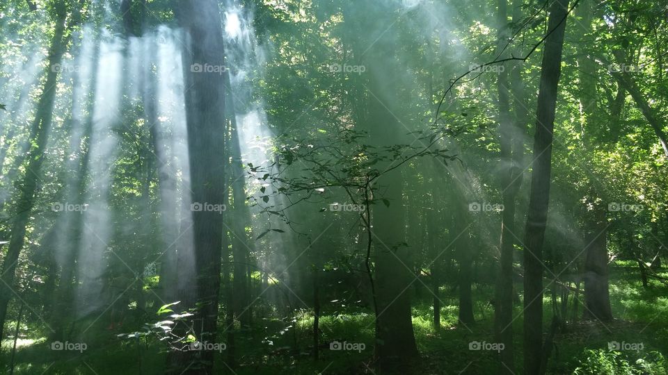 light in the forrest