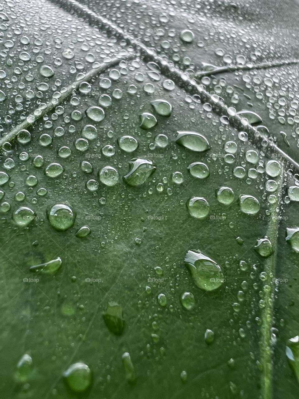 Water drops on a leaf