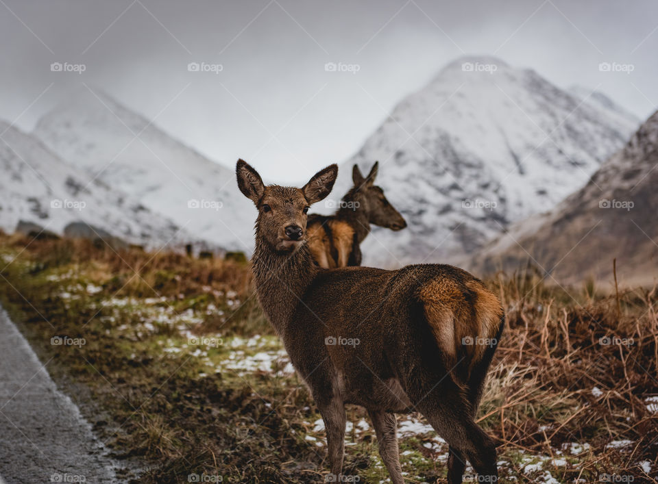 Deer at Glen Etive