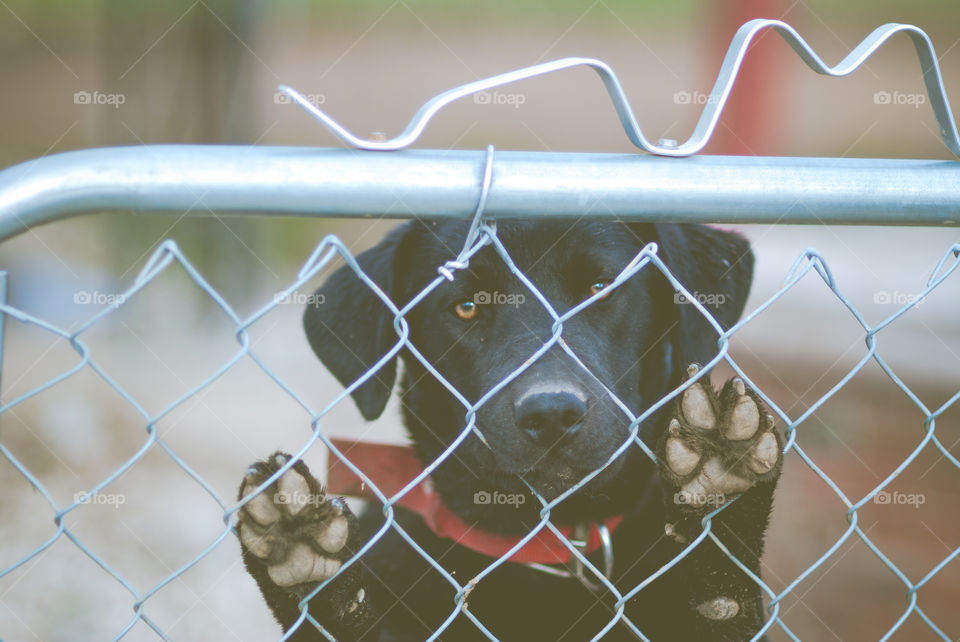 Black Lab Mix with Red Collar with Paws on Chain Link Fence Gate 