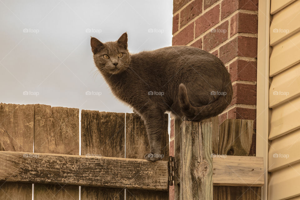 fence sitter cat