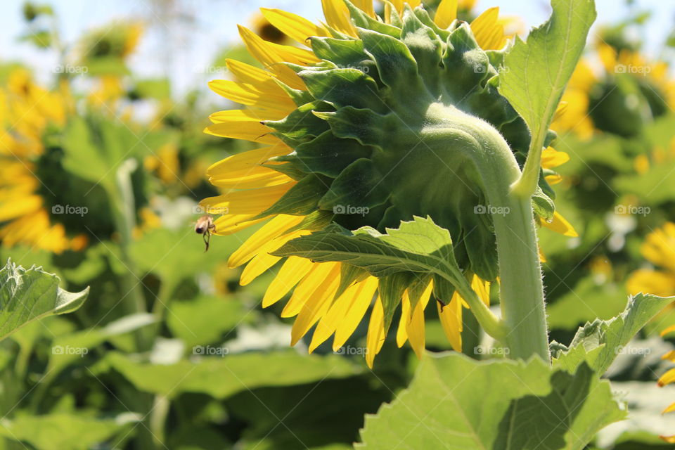 bee sunflower