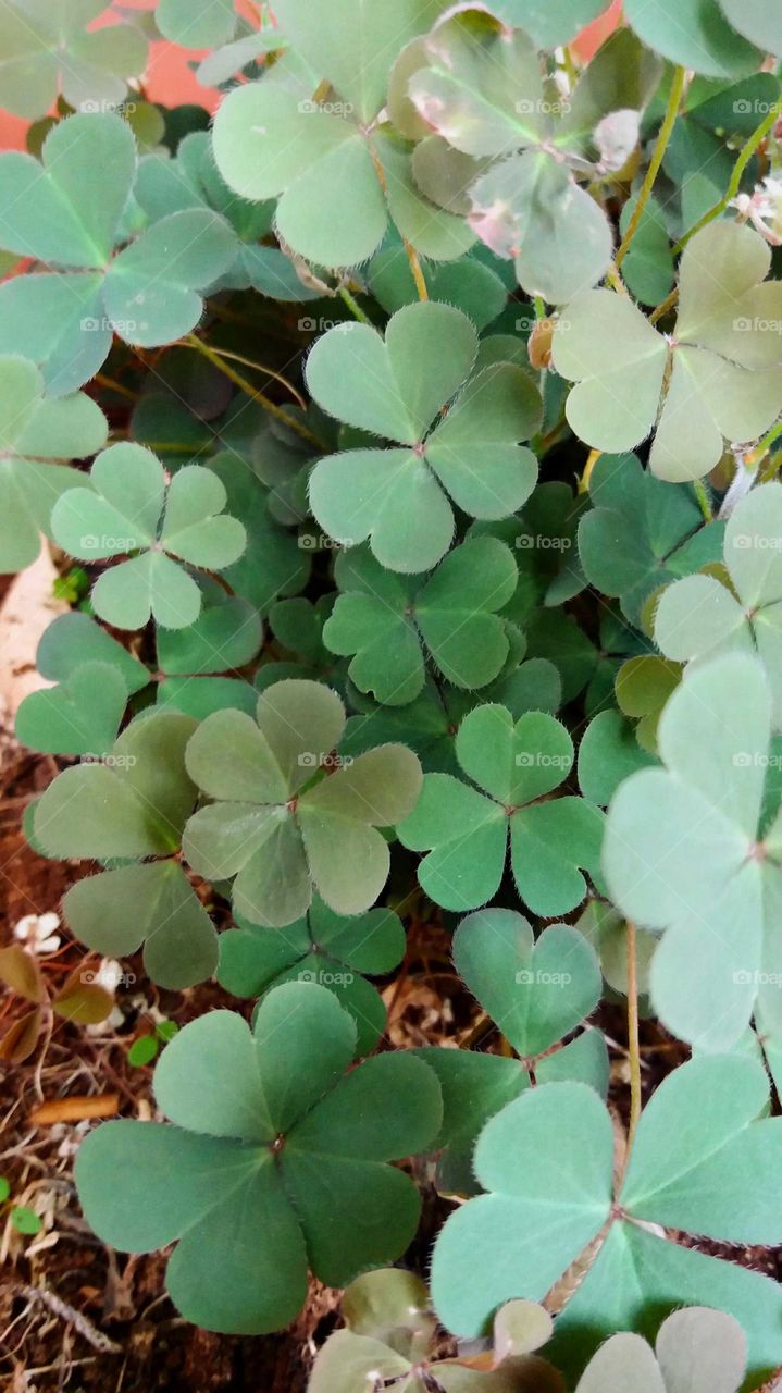 clover