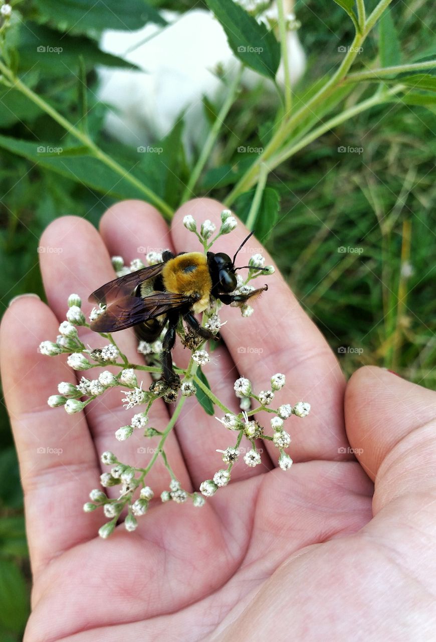 holding bumblebee in hand