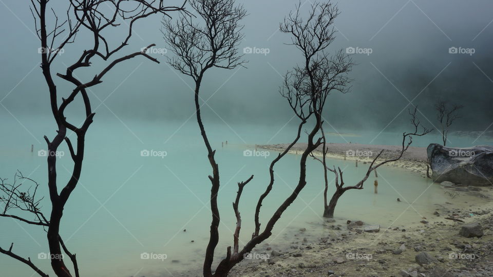 No Person, Tree, Water, Nature, Fog